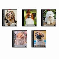 Тетрадь 48л. (клетка) EK "Энциклопедия. Собаки мини-пород" 54249 асс.