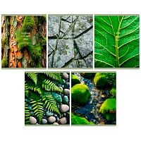 Тетрадь 80л. (клетка) ЭКСМО "Wild & Free" ТК809700 мел.карт.,асс.