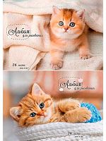 Альбом для рис.24л. Проф-Пресс "Рыжие котики-1" 24-7503 на скобе,асс.