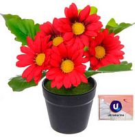 Цветочная композиция Ultramarine "Хризантема красная" 951-576 в пластик.горшке,20см