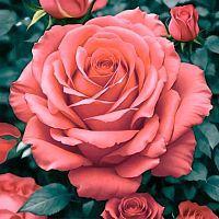 Салфетка бум. Bouquet Home Collection "Прекрасная роза" 25526 (20шт),3-х сл.,33*33см